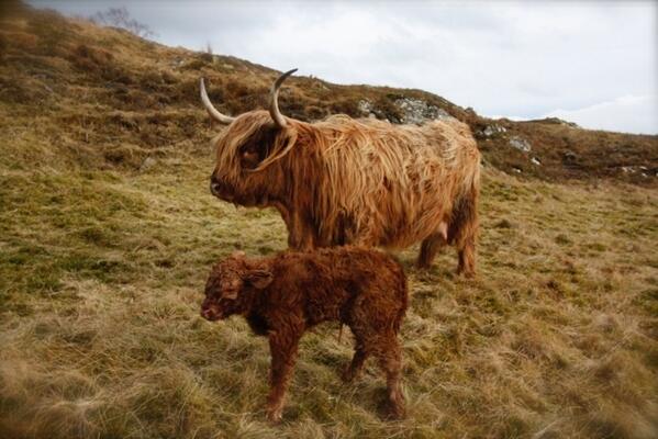 Ctrdaniels's tweet photo. #Highlandcow #calf @Strathvaich @paulinedaniels @bryonydaniels @BWPLEVER @jenjenhuckle No3.!! http://t.co/wQPv6EkJGi