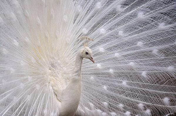 Ирина (@irina_int) on Twitter photo 