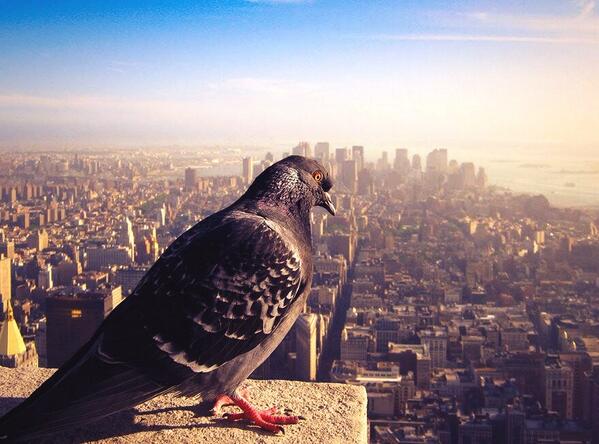 ScullyPidge's tweet image. Well jealous of this cunt in NYC #BigFrame #ScullyPidgeOnTour