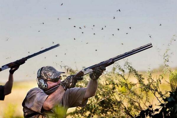 Pointer Wingshooting tweet media