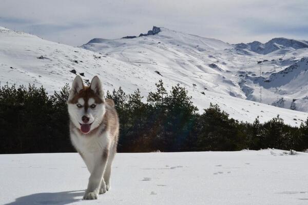 websierranevada's tweet photo. Nos despedimos hasta mañana con Chiara. ¿Preciosa, verdad? vía @jtlinan Parte #SierraNevada http://t.co/4RNjgzVSkf http://t.co/C1vY0DeXm6