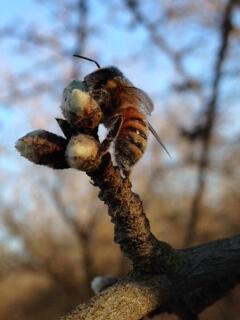 FatUncleFarms's tweet photo. Nate is tending to the bees at our farm in Wasco, CA to pollinate our almond trees http://t.co/9ihv7tqSUZ http://t.co/Cm5vtu7KFC