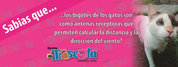 RvMiMascota's tweet photo. Sabias qué?... http://t.co/ryfGwtpZzl