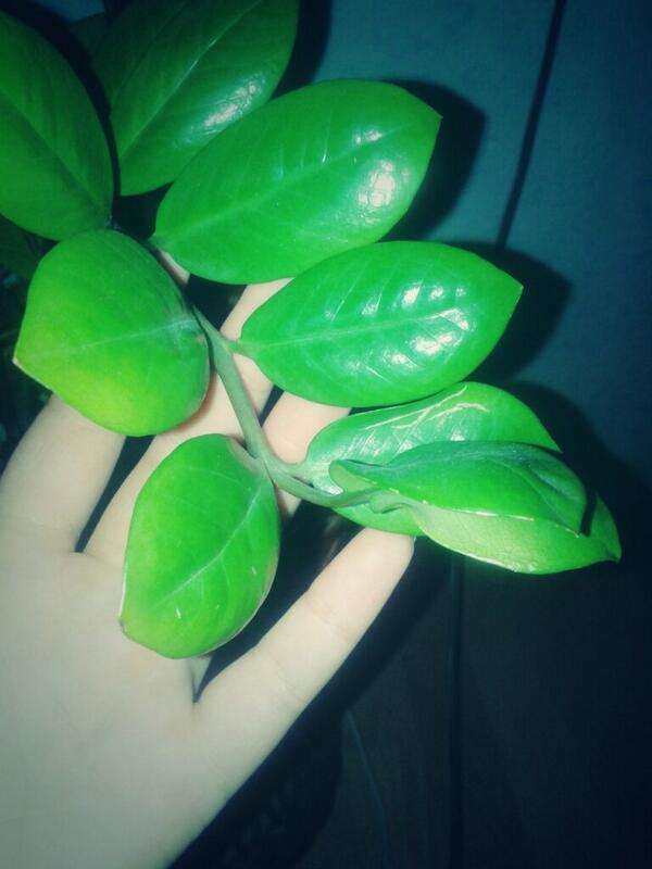 _Bogica_'s tweet photo. Boring#flower#green#BORING;))# http://t.co/gds693BuyI