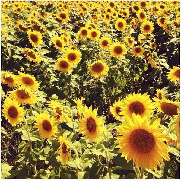A sea of sunflowers. 

Photo shared by @arlenemadeyoulook from Instagram.