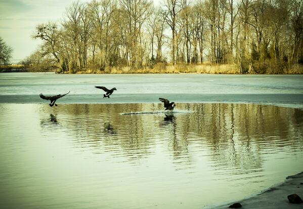 PhotographyHLM's tweet photo. #Delaware #Geese #Pond
Watching the geese land on a frozen pond at Wyoming Park. http://t.co/JRPEjvtwRt