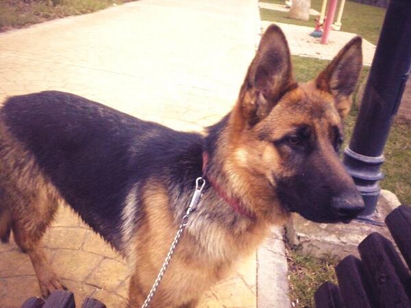 Refugio Kimba tweet media