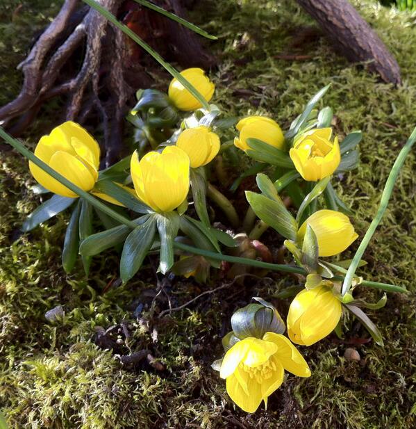 New blog post on Eranthis hyemalis, the winter aconite. #eranthis #aconite #ssigardens saltspringgardens.com/1/post/2014/02…