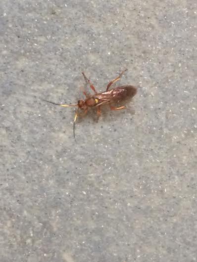 ThePopesicle's tweet image. Found this with @alyssamenard on the stairs #ODlife