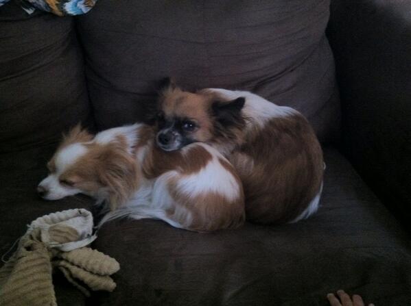 LilJuicy6's tweet photo. Aww best friends lol they just chillin http://t.co/yCfOfIq07a