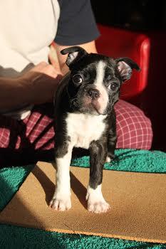 CooperTheBoston's tweet photo. @BTTribe Baby Sister!! She is 18 weeks now. She called Skala but I call her The Carpet Piranha!! http://t.co/N9qW62Xe6O