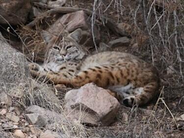 PI_Birding's tweet image. Always love Canon City birding in January. We also found a gorgeous pair of bobcats. #birds @denveraudubon