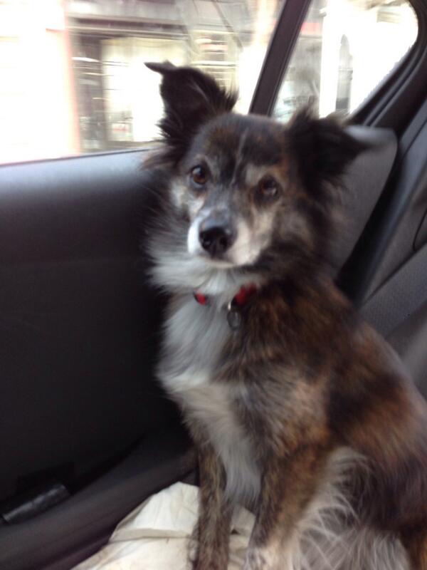 BeautheLab's tweet image. Man, why does my younger brother @WallytheDogger get to go on all the field trips #life'snotfair