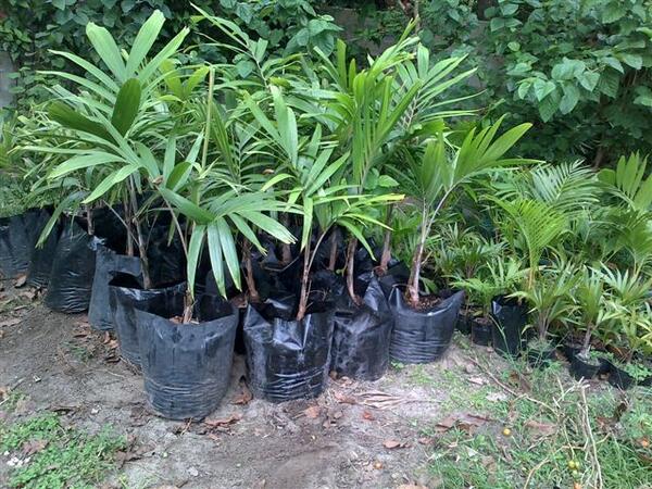 SPARGSPALMS's tweet image. #Veitchii joanis 1.5m - perfect for landscapers