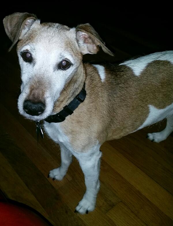 JoeJacobs (@joejacobs) on Twitter photo Watching NCIS with Max Watching NCIS with Max