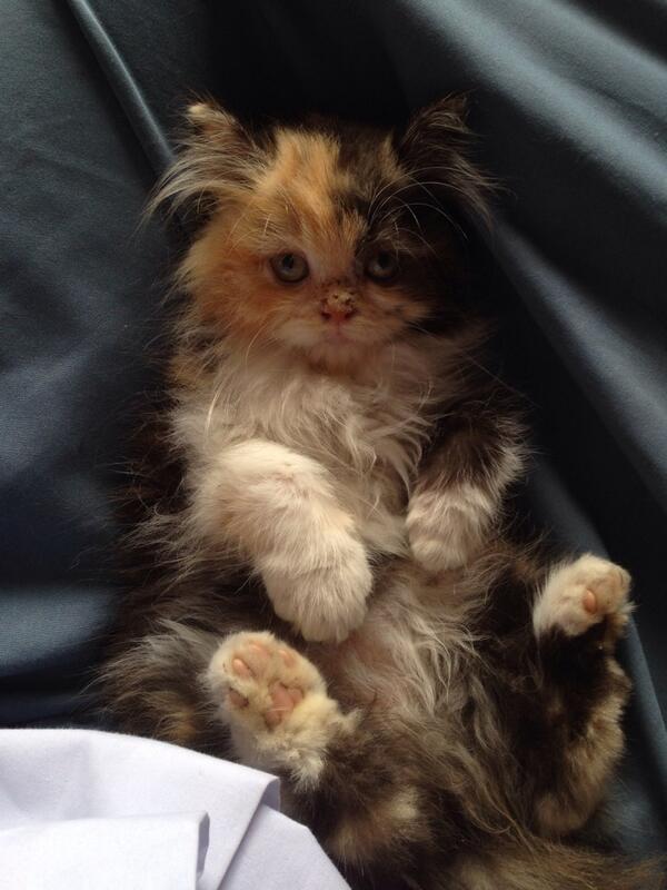 Paling gak kuat kalo Cilipa udah kayak gini!😖