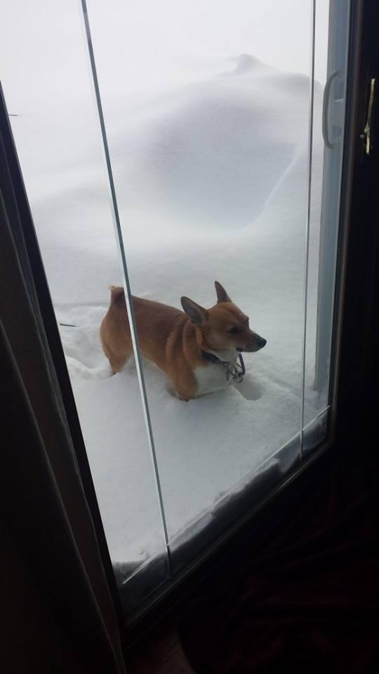 ChrisCruise's tweet image. Marky Mark does not approve of the snow being up to his belly. #CorgiProblems