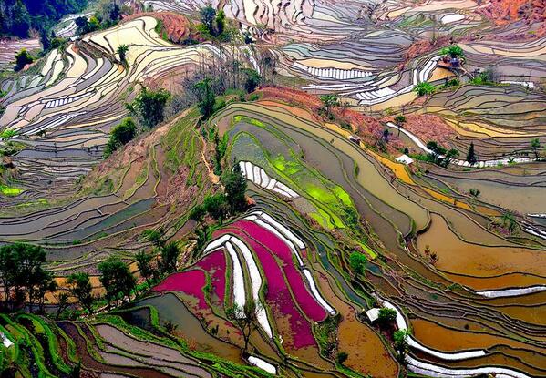 Black_Tomato's tweet photo. Who knew rice terraces could look so beautiful? #China #travel http://t.co/yRslvQCYA2