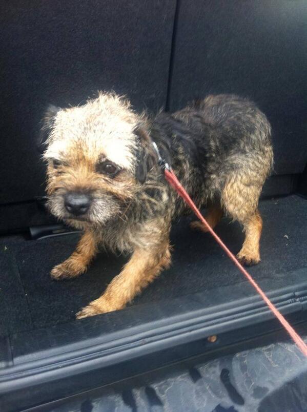 small black and tan Female Border terrier found East Kilbride, Scotland- facebook.com/pages/LostDogs…
