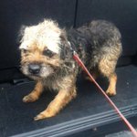 Photo by Border Terrier Posse (@BTposse)