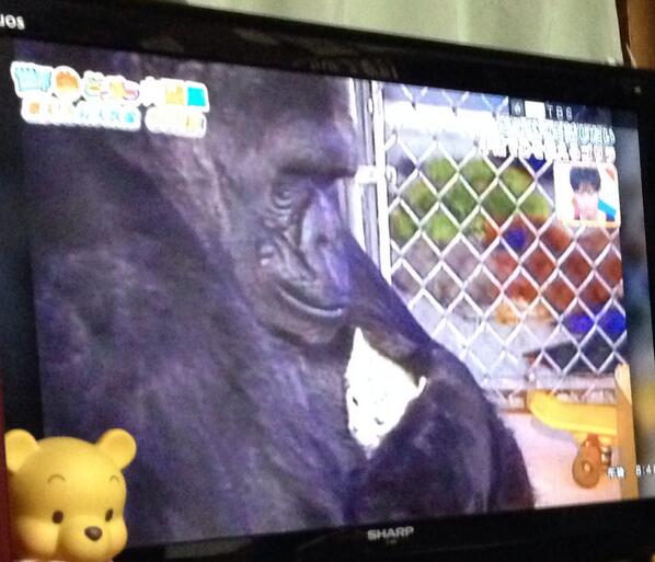 hrdstm851's tweet photo. 動物番組の
ゴリラの話感動したT^T
だけど途中で姉が
ヒナとちーちゃんって
言い出すから
感動が薄れてしまったー http://t.co/AqLdq2YhWw