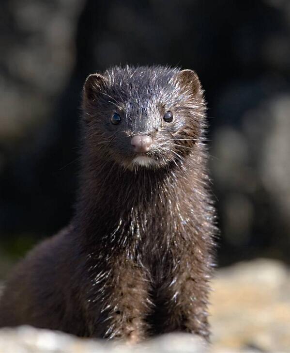 De enige mooie #bontkraag is een levende!