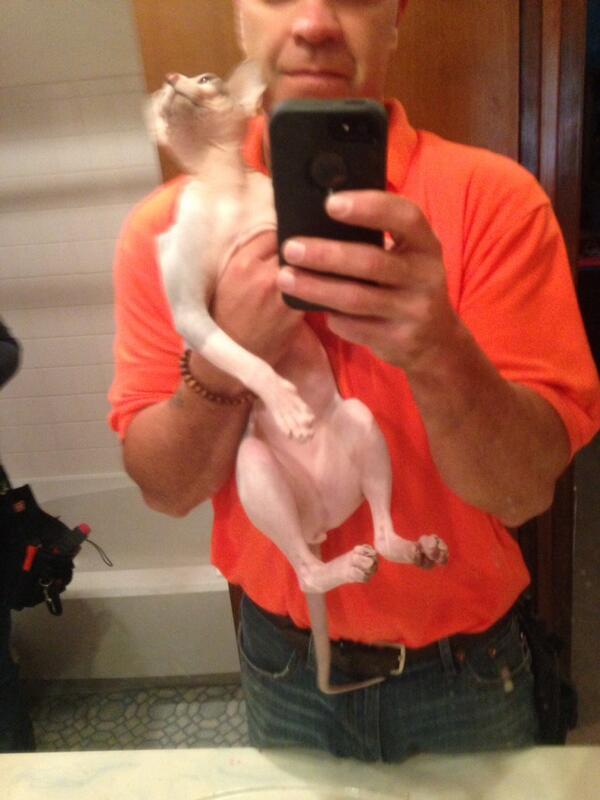 ThatInspector's tweet image. Cool hairless cat during my first inspection yesterday!