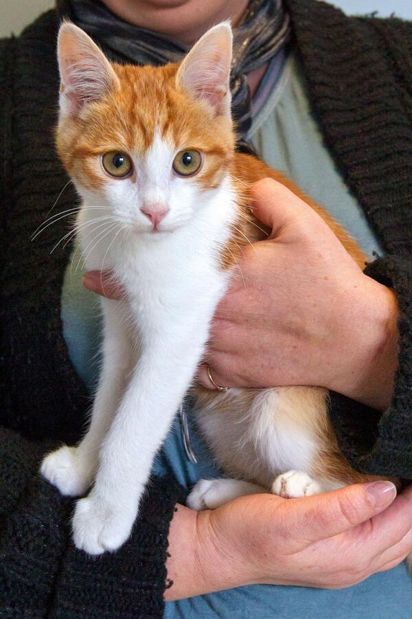 "<a href="/eluniversocom/">El Universo</a>: Condenan a un año de cárcel a un francés por maltratar a un gato: tinyurl.com/ku6uq6m " 👏 👏 👏