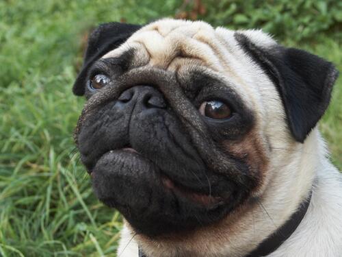 FallBeforeUsUK's tweet image. Pugs are hardcore.