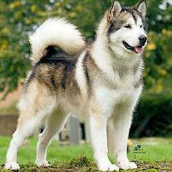 jlferguson50's tweet photo. Alaska State Dog
http://t.co/q9lS5Y3jU4
#AKSymbol #Symbol #AKDog #Dog #Malamute #sleddog #StateSymbol #Alaska http://t.co/Nf6kp0ML7W