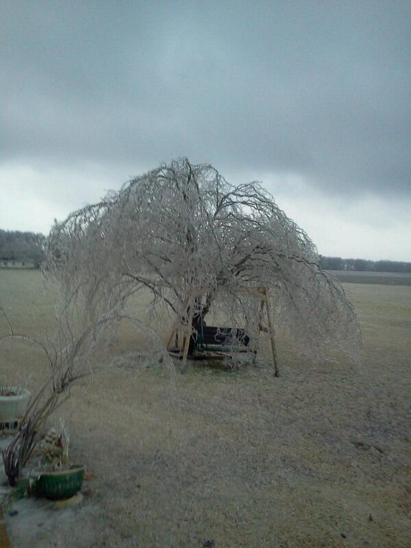 rhministries's tweet photo. @Ahansonkait same tree as of this morning http://t.co/BHJrS28g0z