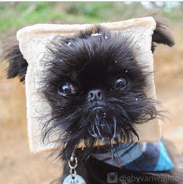 Manna_Clothing's tweet image. Woof.
MannaClothing.co.uk