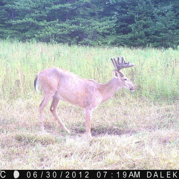 BoondockAdventu's tweet photo. Deer on earthquake mineral thanks dale k for sharing it http://t.co/jVxNY3gcuW