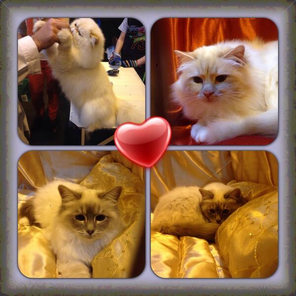 Aliaatelier's tweet image. The best surprise ever 😍😍
#Cats #CuteCats #CatsShow