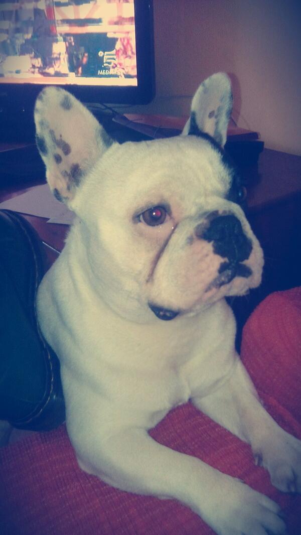 Senada_G's tweet photo. Rollo e le sue giornate #bouledoguefrancese #drmartens http://t.co/1yY8PfDJFR