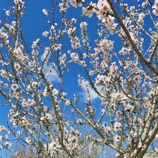 happy_rambler's tweet photo. Here's a cheery sight! A hint of almond blossom in Paphos today - love the first signs of Spring, don't you? #cyprus http://t.co/SHelfI42tV