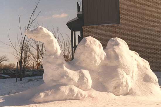 johnb631's tweet image. Ut ohhhh Guess what day it is?! #HappyHumpDay #SnowCamel @Swthghheel @LoveMyMaineMan @formerbondgirl