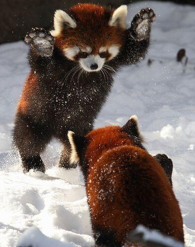 _LiliSimmons's tweet photo. “@SWildlifepics: Red Pandas playing in the snow http://t.co/2FskLlZT4Z” my new pets! #iwish