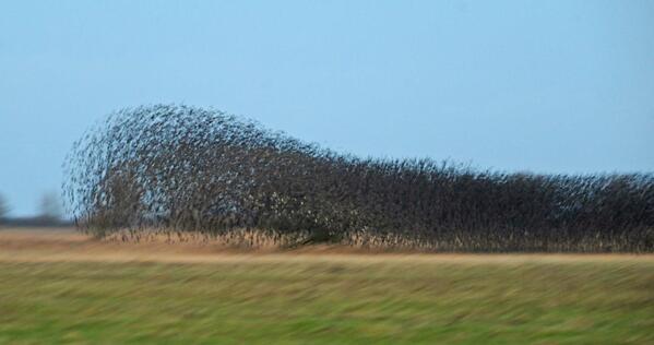 GerhardKornelis's tweet photo. Een #tsunami van #spreeuwen rolt zich uit over de Kollumerwaard,
#Lauwersmeer. http://t.co/GXhd4VUU12