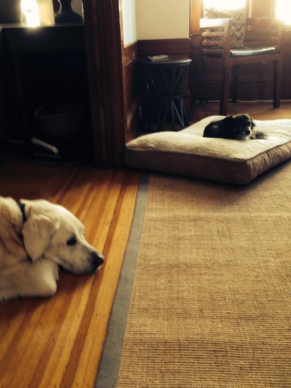 BeautheLab's tweet image. This bed stealing is really starting to tick me off @WallytheDogger