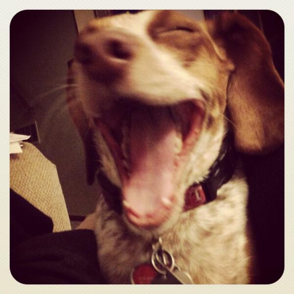 AnnDubDub's tweet photo. “@TheLonelyBeagle: SNOW DAY? I think you mean poop in the house day! #kswx http://t.co/6KGwSTdB1F” this is my life. #annproblems