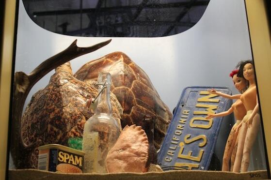 picsoftheocean's tweet photo. Tiger Sharks are regarded as the trash cans of the sea. All of these items were found in the stomachs of Tiger Sharks http://t.co/0cfFUjxcfe