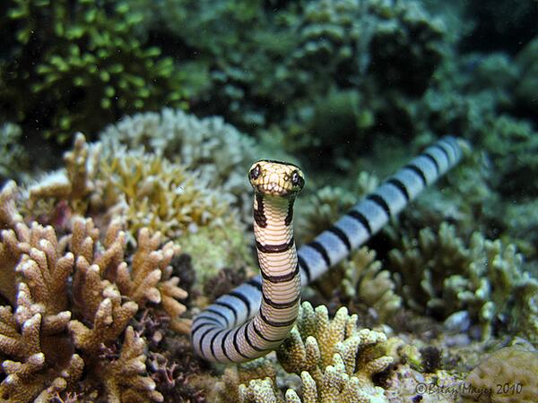picsoftheocean's tweet photo. One of the most poisonous snakes in the world, a Banded Sea Krait http://t.co/cDhsGWyGbm