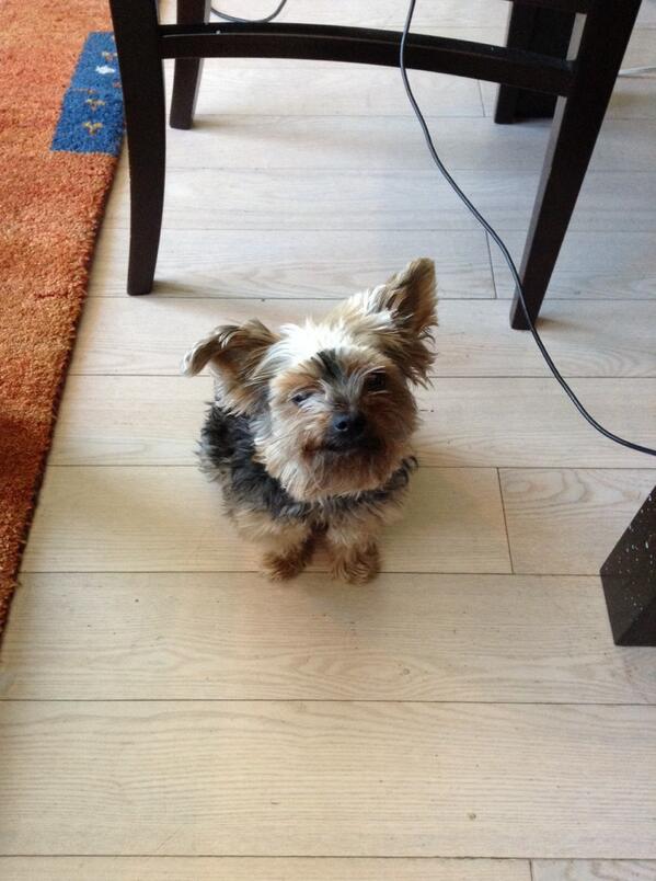 BusbyTheYorkie's tweet image. my mom gave me a hair cut

a 90s bowl cut

on my face

#pawful