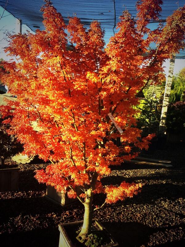 Links Landscaping tweet media