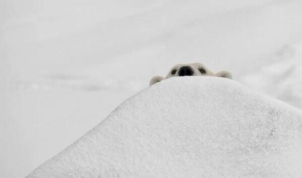 ImmohMD's tweet image. You may go right back to sleep. Six more weeks until spring !
#enoughwinter