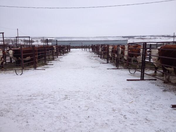 CougenPegg's tweet photo. Sale Day at Misty Valley! #herefords #salecattle #agmorethanever http://t.co/BsPjPLCR5M
