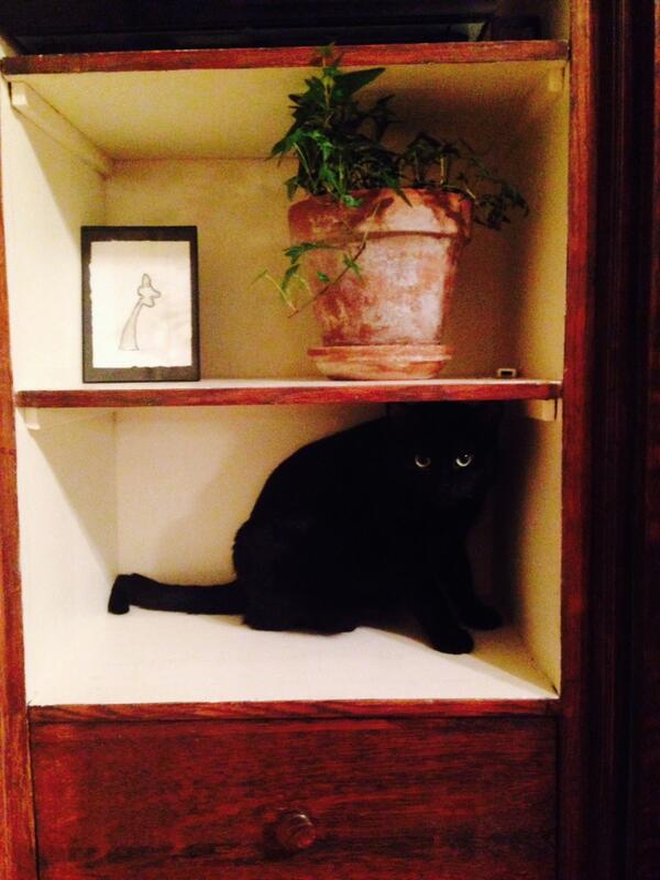 RecorMag's tweet photo. Cats love small space just as much as we do! What creative things do you do to decorate your bookshelves? http://t.co/kyYdMYbJDC