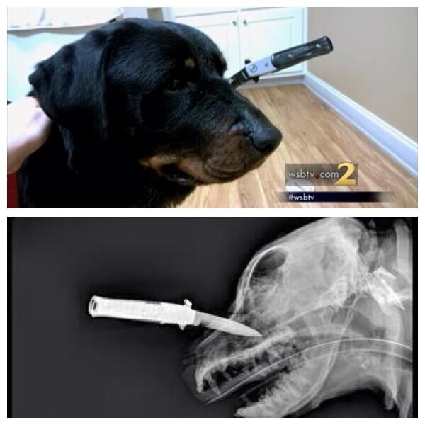 GAFollowers's tweet image. Henry Co. Police are searching for a suspect who went into a family's yard &amp;amp; stabbed their Rott. The dog is doing ok.