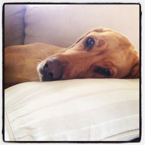 1stworlddogB's tweet photo. Tough morning #1stworlddog #1stworlddogproblems #bodhi #spanador http://t.co/BzyDQg09Ys